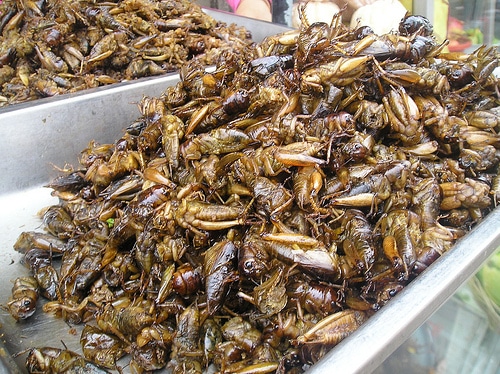 Deep-Fried Crickets